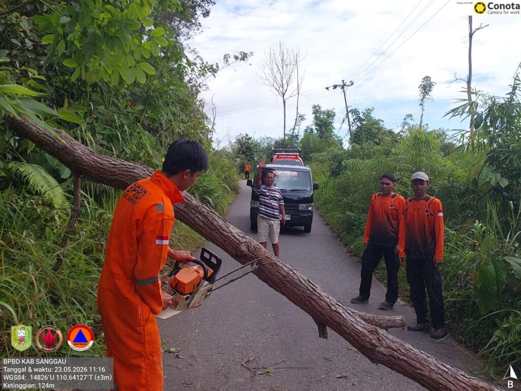 BPBD Sanggau evakuasi pohon tumbang menuju Desa Pana